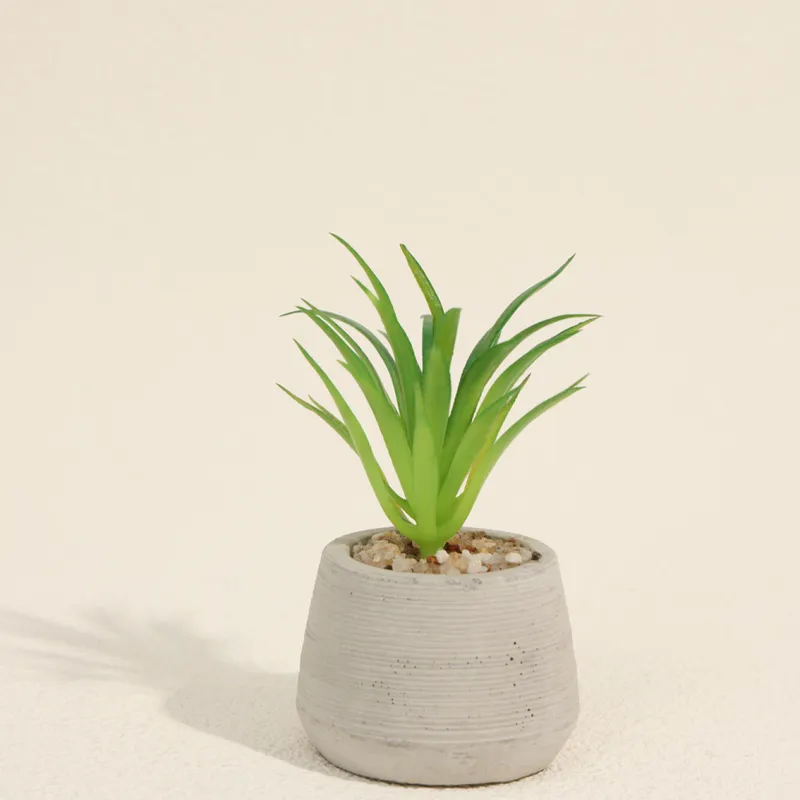Planta Suculenta 694 Mini, Mix - Color Unico en Multicolor - Muebles para el exterior, Uruguay | Indian