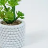 Planta Suculenta 691 Mini, Mix - Color Unico en Multicolor - Muebles para el exterior, Uruguay | Indian, vista 2 de 2