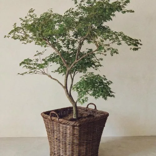 CESTA RATÁN CUADRADA en Marrón - Canastos, Uruguay | Zara Home
