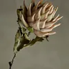 Tallo Protea natural - Decoración, Uruguay | Martinika Deco, vista 6 de 10
