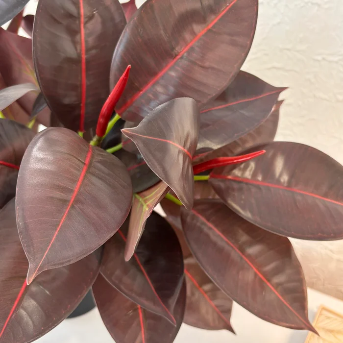 Planta artificial gomero - Macetas, Uruguay | Alta Gracia Deco, vista 2