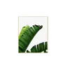 Marco Natural Banana Leaves II en Madera natural - Decoración de pared, Uruguay | Finkel, vista 1 de 2