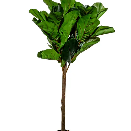 Planta Higuera 130cm - Color Unico en Multicolor - Muebles para el exterior, Uruguay | Indian