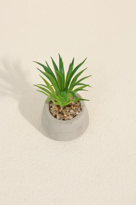 Planta Suculenta 694 Mini, Mix - Color Unico en Multicolor - Muebles para el exterior, Uruguay | Indian, vista 2