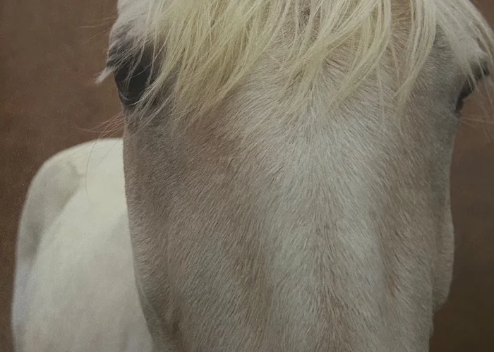 Caballo blanco - Láminas, Uruguay | Mara Estudio