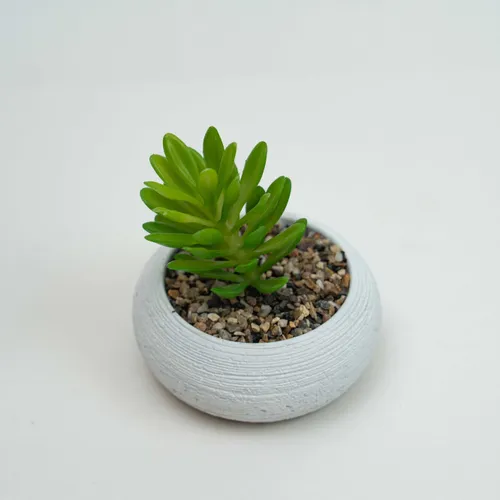 Planta Quovi - Estampado 2 en Multicolor - Decoración, Uruguay | Indian