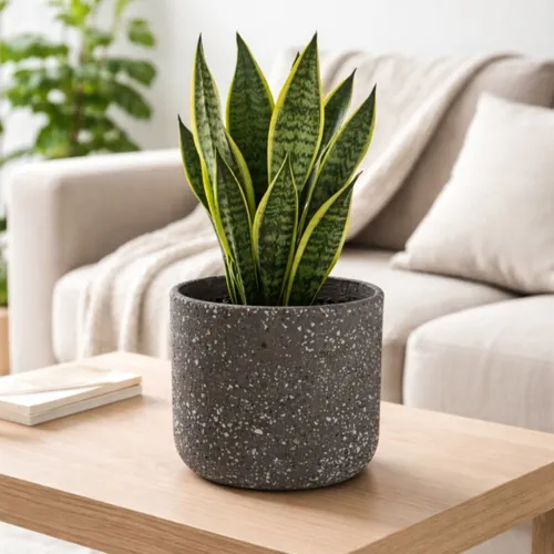 MACETA TERRACOTA Gris Large en Gris - Decoración, Uruguay | Viasono