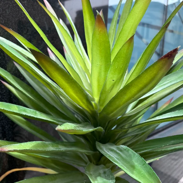 Planta artificial Yucca 165cm en Negro - Macetas, Uruguay | Alta Gracia Deco, vista 6