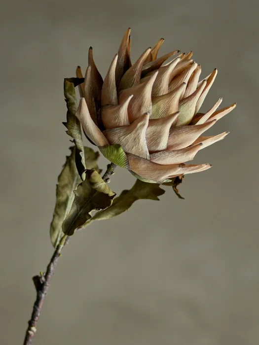 Tallo Protea natural en Beige - Decoración, Uruguay | Martinika Deco
