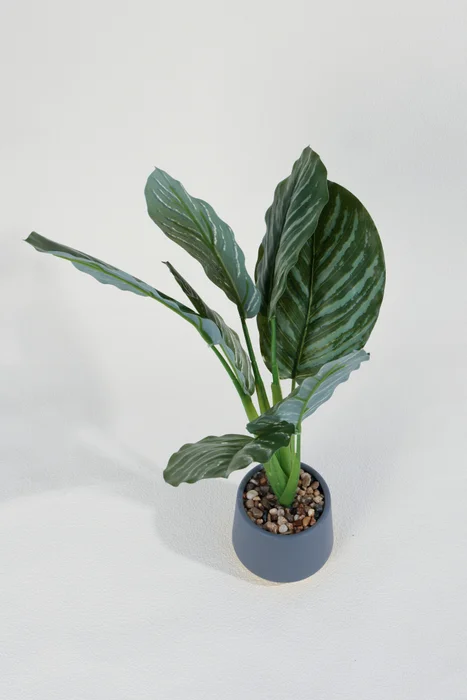 Planta Aglaonema 40cm - Color Unico en Multicolor - Muebles para el exterior, Uruguay | Indian, vista 3
