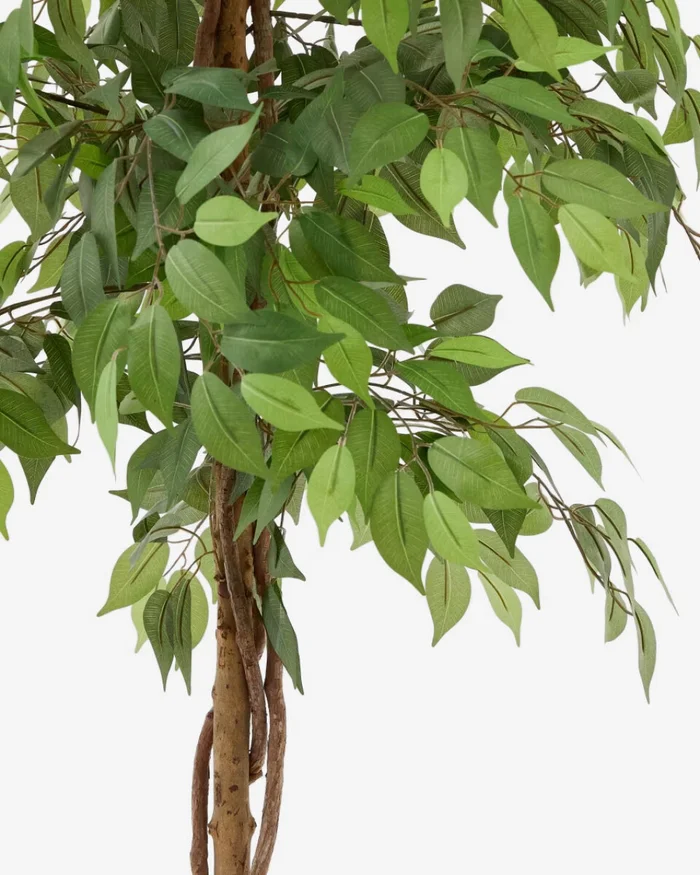 Árbol artificial Ficus con maceta negra 180 cm en Madera natural - Macetas, Uruguay | Kavehome, vista 2