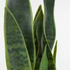 Planta artificial Sansevieria con maceta blanco 55 cm en Blanco, Uruguay | Kavehome, vista 6 de 6
