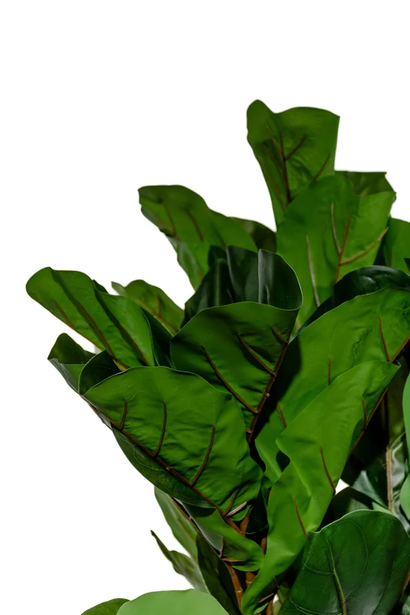 Planta Higuera 130cm - Color Unico en Multicolor - Muebles para el exterior, Uruguay | Indian, vista 2