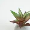 Planta Moa Mini, Mix - Color Unico en Multicolor - Decoración, Uruguay | Indian, vista 2 de 2