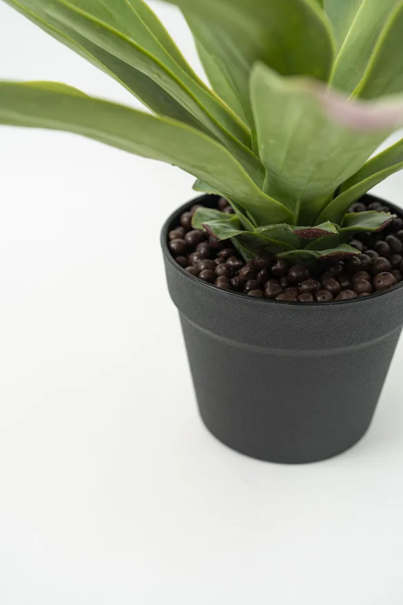 Planta Gasteria - Color Unico en Multicolor - Decoración, Uruguay | Indian, vista 2