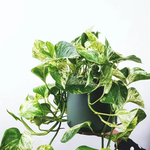 Planta Potus en Verde - Muebles, Uruguay | Casa Brava