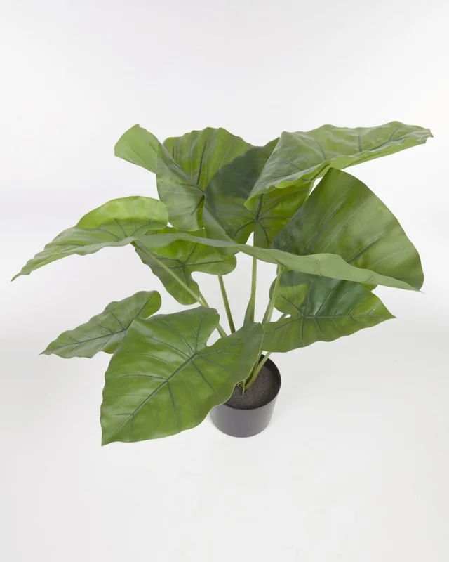 Planta artificial Alocasia Odora con maceta negro 57 cm en Negro - Macetas, Uruguay | Kavehome, vista 3