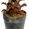 Planta Aloe 60cm - Color Unico en Multicolor - Muebles para el exterior, Uruguay | Indian, vista 2 de 4