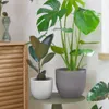 Set Lula de 2 maceteros Ø 22 cm / Ø 16 cm en Blanco, Gris - Macetas, Uruguay | Kavehome, vista 2 de 4