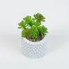 Planta Suculenta 691 Mini, Mix - Color Unico en Multicolor - Muebles para el exterior, Uruguay | Indian, vista 1 de 2