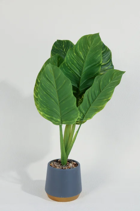 Planta Alocasia 40cm - Color Unico en Multicolor - Muebles para el exterior, Uruguay | Indian