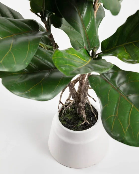 Planta artificial Lyrata con maceta de cerámica blanco 60 cm en Verde - Macetas, Uruguay | Kavehome, vista 4