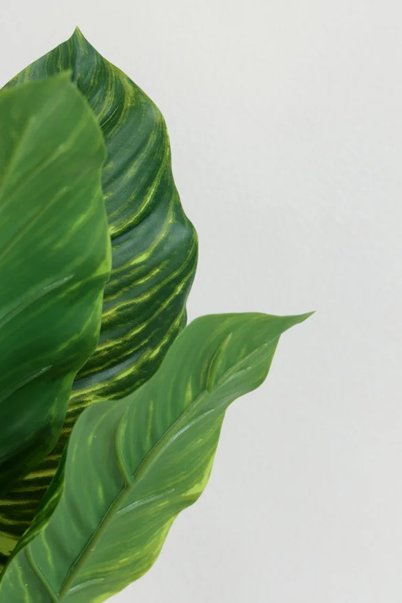 Planta Alocasia 40cm - Color Unico en Multicolor - Muebles para el exterior, Uruguay | Indian, vista 2