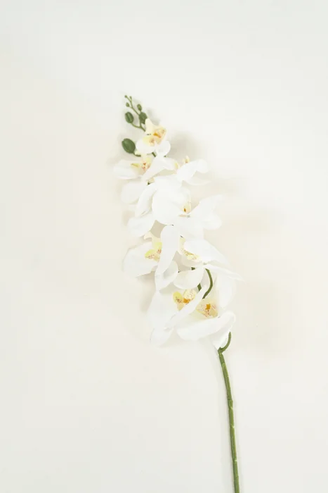Flor Orquídea Phalaenopsis - Color Unico en Multicolor - Muebles para el exterior, Uruguay | Indian