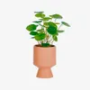 Planta artificial Bailey con maceta de cerámica rosa 21,6 cm en Rosa - Macetas, Uruguay | Kavehome, vista 1 de 7