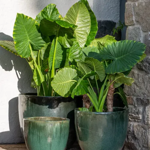 Meghan Moss Green - Macetas, Uruguay | Balcony
