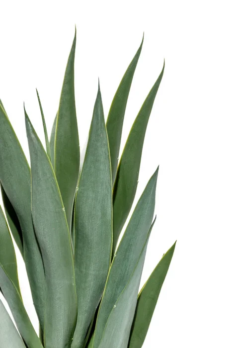 Planta Mandioca 55cm - Color Unico en Multicolor - Muebles para el exterior, Uruguay | Indian, vista 3