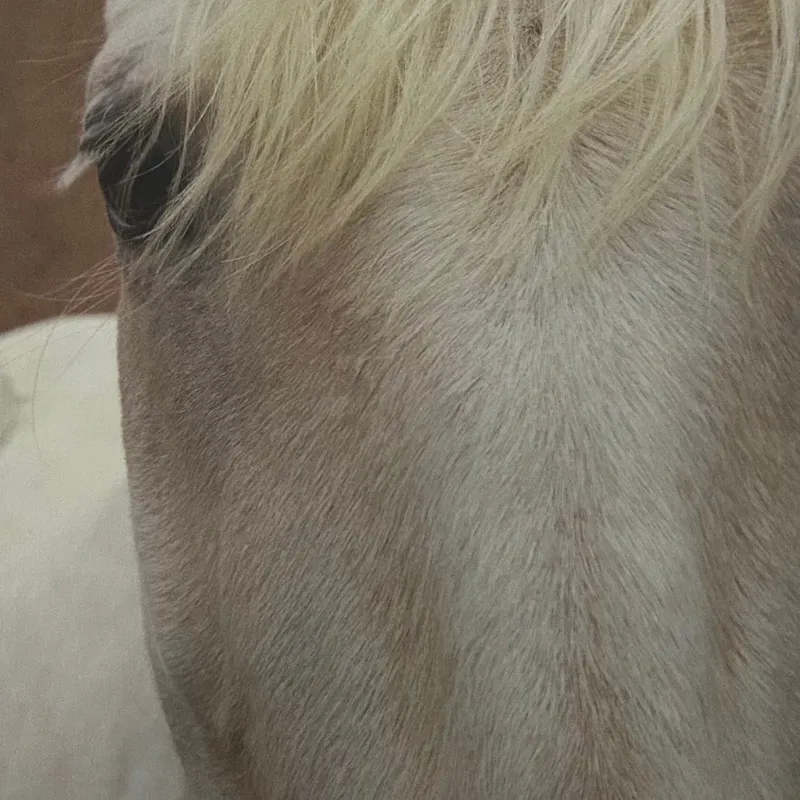 Caballo blanco - Láminas, Uruguay | Mara Estudio