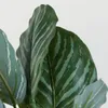Planta Aglaonema 40cm - Color Unico en Multicolor - Muebles para el exterior, Uruguay | Indian, vista 5 de 5