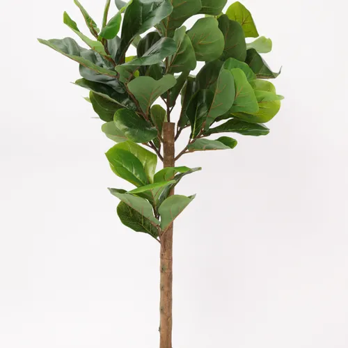 Planta Ficus Lira 110cm - Color Unico en Multicolor - Muebles para el exterior, Uruguay | Indian
