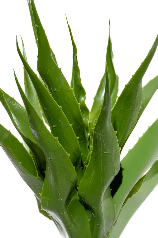 Planta Aloe 60cm - Color Unico en Multicolor - Muebles para el exterior, Uruguay | Indian, vista 3