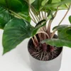 Planta artificial Anthurium con maceta de cemento 50 cm en Gris - Macetas, Uruguay | Kavehome, vista 3 de 5