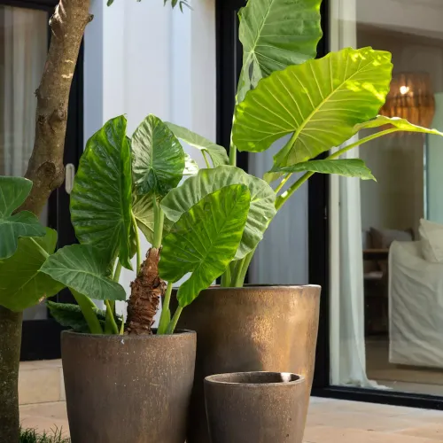 William Bronce en Cobre - Macetas, Uruguay | Balcony