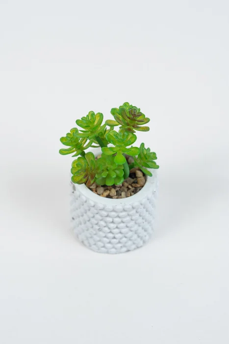 Planta Suculenta 691 Mini, Mix - Color Unico en Multicolor - Muebles para el exterior, Uruguay | Indian