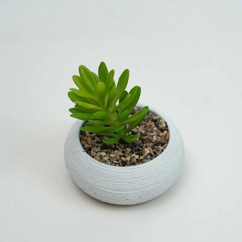 Planta Quovi - Estampado 2 en Multicolor - Decoración, Uruguay | Indian