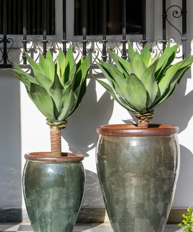 Ernest Moss Green - Macetas, Uruguay | Balcony