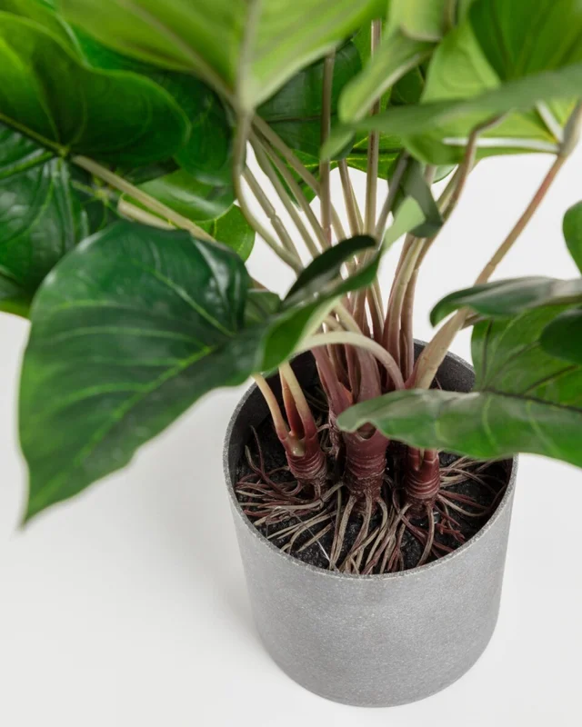 Planta artificial Anthurium con maceta de cemento 50 cm en Gris - Macetas, Uruguay | Kavehome, vista 3