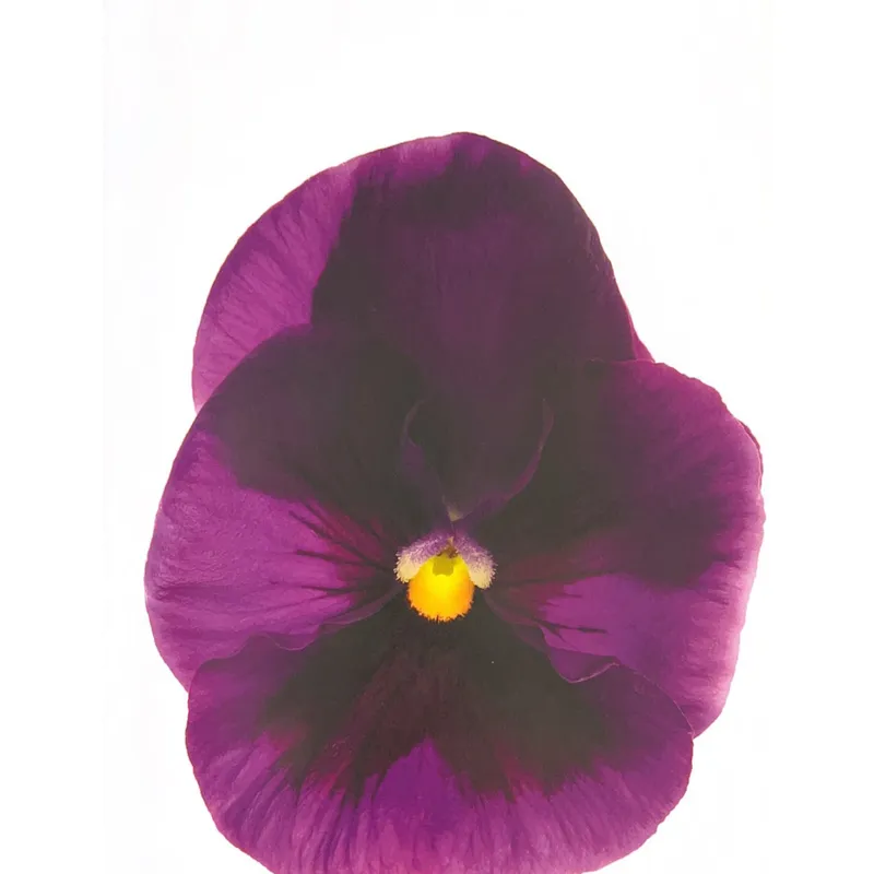 Warhol Flower en Violeta - Láminas, Uruguay | Mara Estudio