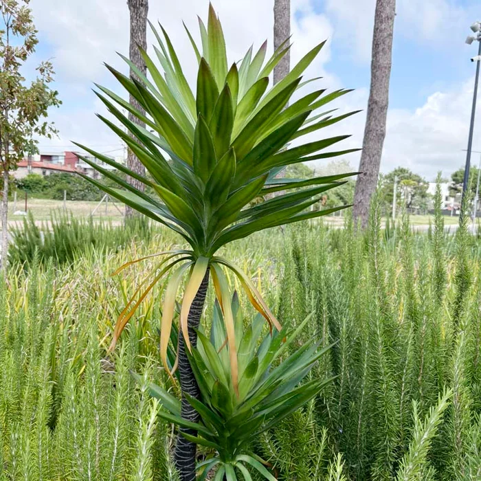 Planta artificial Yucca 165cm - Macetas, Uruguay | Alta Gracia Deco, vista 2