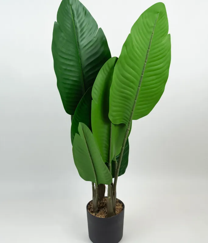 Planta Alocasia - Color Unico en Multicolor - Muebles para el exterior, Uruguay | Indian