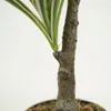 Planta White Grass 70cm - Color Unico en Multicolor - Muebles para el exterior, Uruguay | Indian, vista 4 de 4