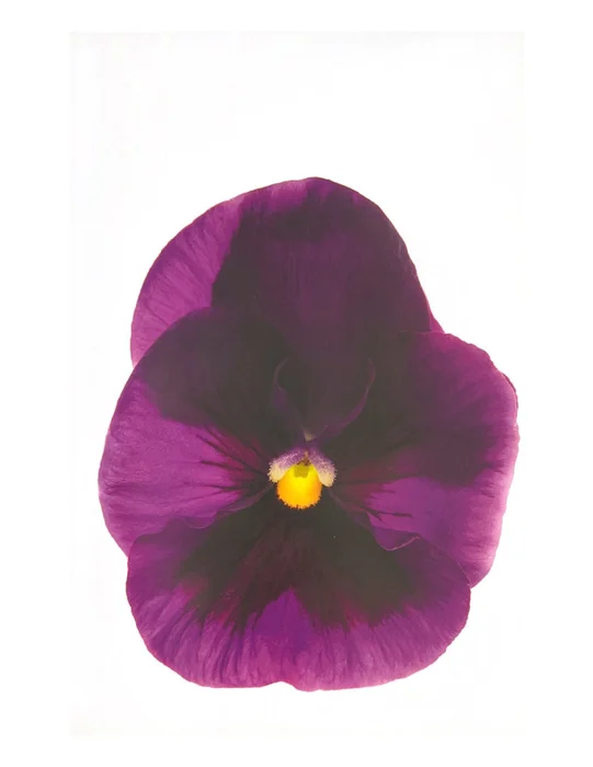 Warhol Flower en Violeta - Láminas, Uruguay | Mara Estudio