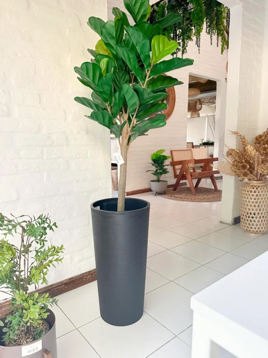 Ficus Lirata en Negro - Decoración, Uruguay | Indrana