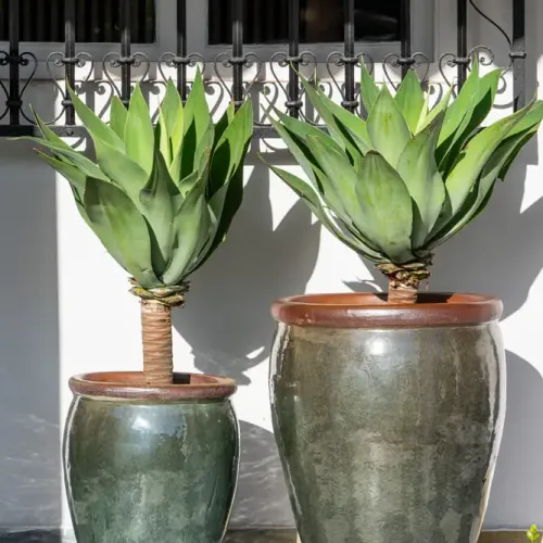 Ernest Moss Green - Macetas, Uruguay | Balcony