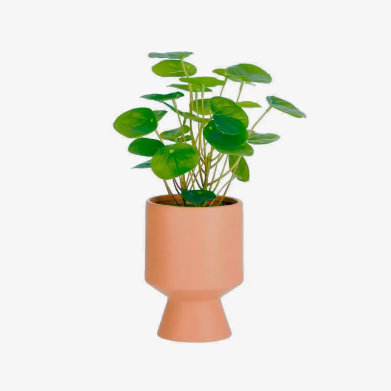 Planta artificial Bailey con maceta de cerámica rosa 21,6 cm en Rosa - Macetas, Uruguay | Kavehome