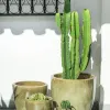 Kate Olive - Macetas, Uruguay | Balcony, vista 9 de 9